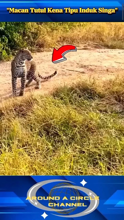 'Leopard Tricked by Mother Lion' #shorts #shortvideo #viralvideo #viralshorts