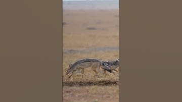 3 Đặc Điểm Độc Đáo Về Loài Cáo Có Thể Bạn Chưa Biết #shorts #doanlongdiscovery