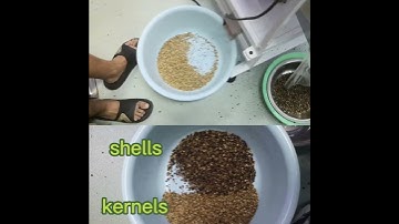 m32 mini seeds color sorter separate shells and kernels#seeds