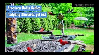 🐦 Just Bill North Carolina Live Stream Bird Feeder Highlights! 🌿 #BirdWatching #Wildlife #Nature