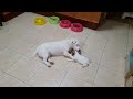 Jrt Nano and Puppy ep. 033