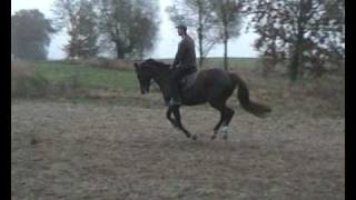 Gracja Klacz Sp 6 Lat Koń Na Sprzedaż W. Łopuszyński.avi