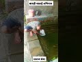 water #viralvideo  #natural #water #viral #shorts #villagelife #mandi #himachal #himalayas#subscribe