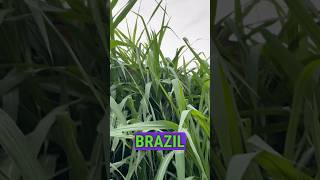 Brazil दश क Raja001 Sugarcane Green Fodder