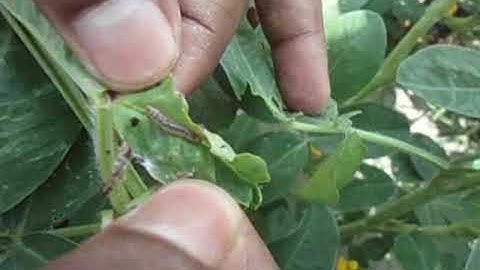 Insect pest of Bangladesh_Anarsia ephippias on Groundnut