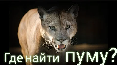 Red Dead Redemption 2 - Где найти пуму?