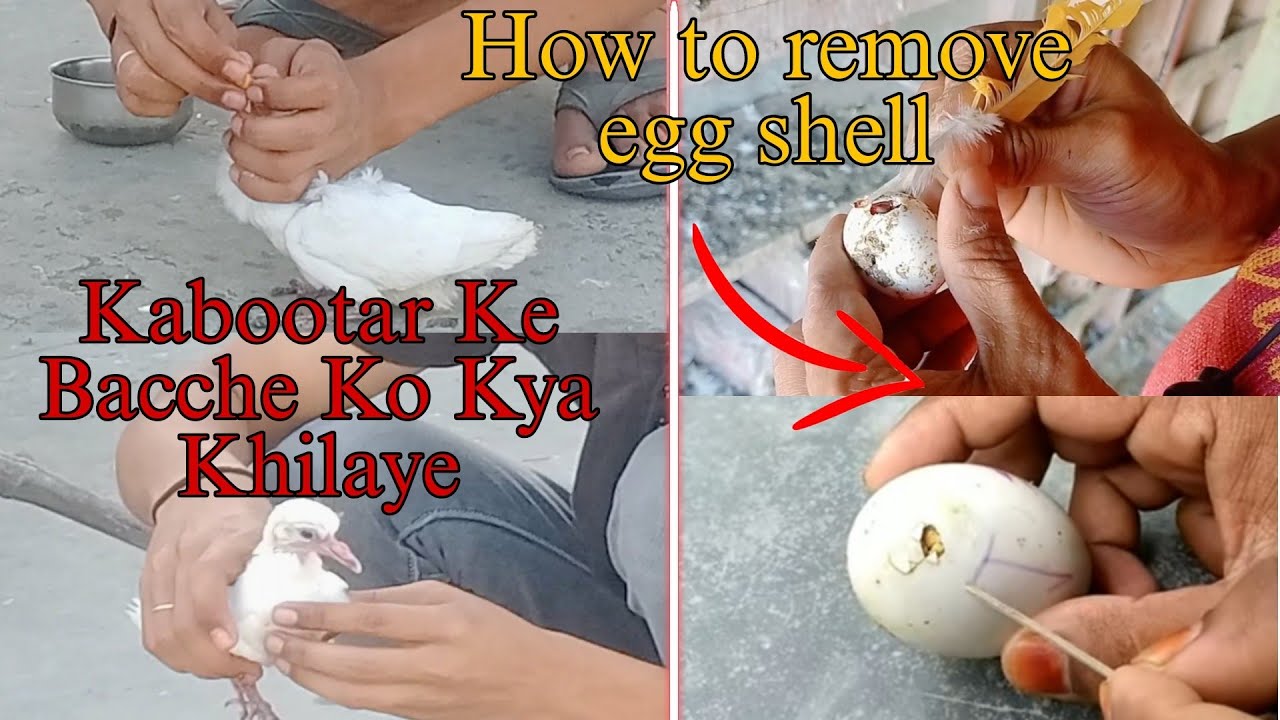 Kabootar Ke Bacche Ko Kya Khilaye अंडे में फसे हुए चूजे को कैसे