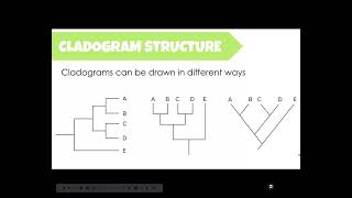 How to read a cladogram