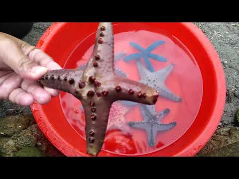 After Strong Typhon we collect Kinds of Starfish and retuned them