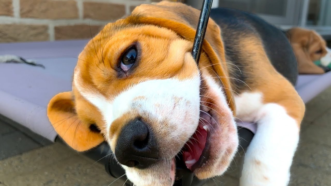 Beagle Puppy Compilation Cute And Funny Beagle Puppies Playing