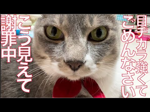 ranan 猫かぶりのお姫様 他 ねこ*かぶりん 完全版 (全1巻) (ねこぱんちコミックス) | 永尾