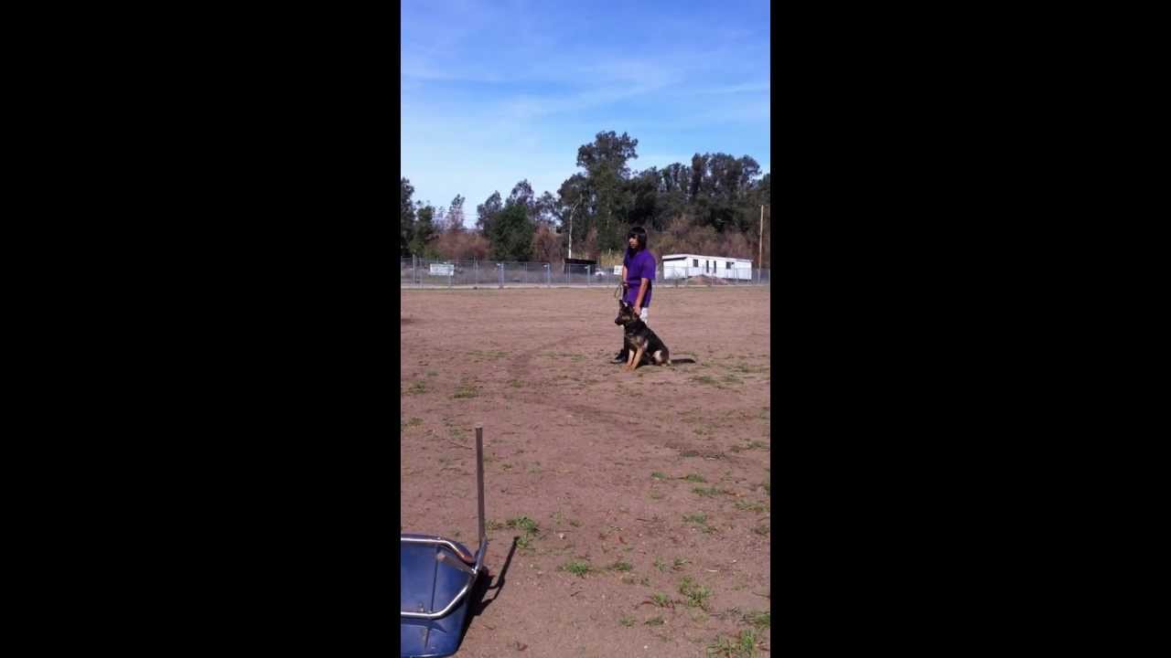 TEMECULA VALLEY SCHUTZHUND CLUB