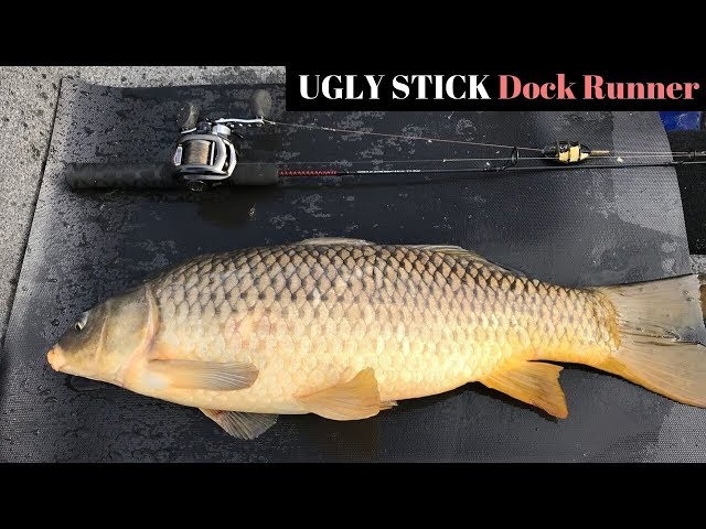 Ugly Stik Dock Runner vs Amberjack🤯 The ole Dock Runner just doesn't quit!  What's the biggest fish you've caught on yours? #u