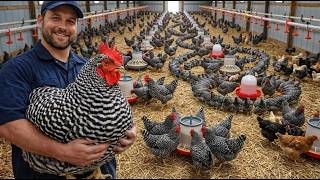 Inside a Massive Plymouth Rock Chicken Farm | The Shocking Truth Behind 10,000 Chickens