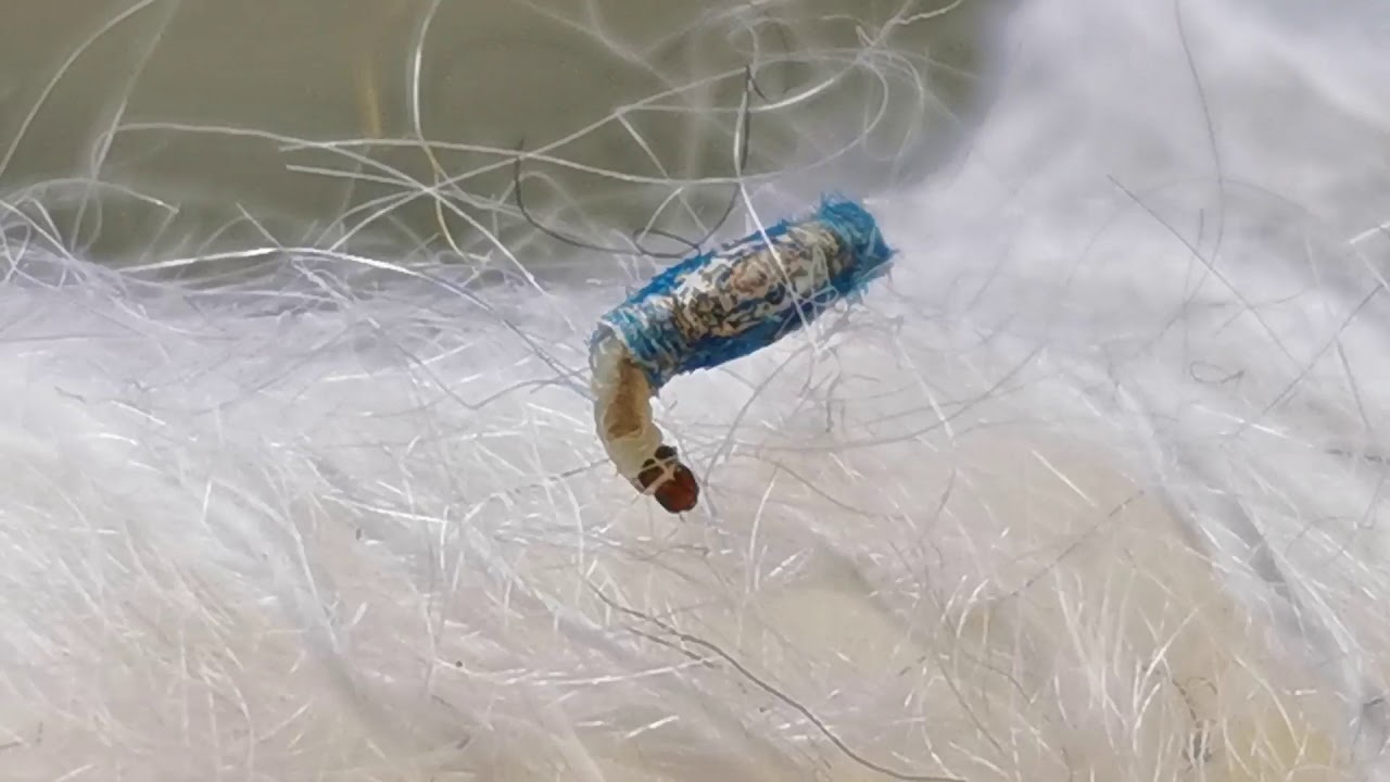 Tinea pellionella - The Case Making Clothes Moth