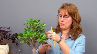 видео: Формирование кроны крассулы (ч.6). картинка: Формирование кроны крассулы (ч.6).