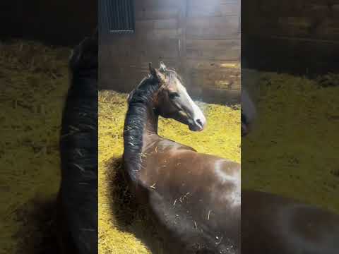 Newborn baby horse is here Witness this magical foal birth moment