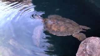 Limu Collection at Turtle Lagoon
