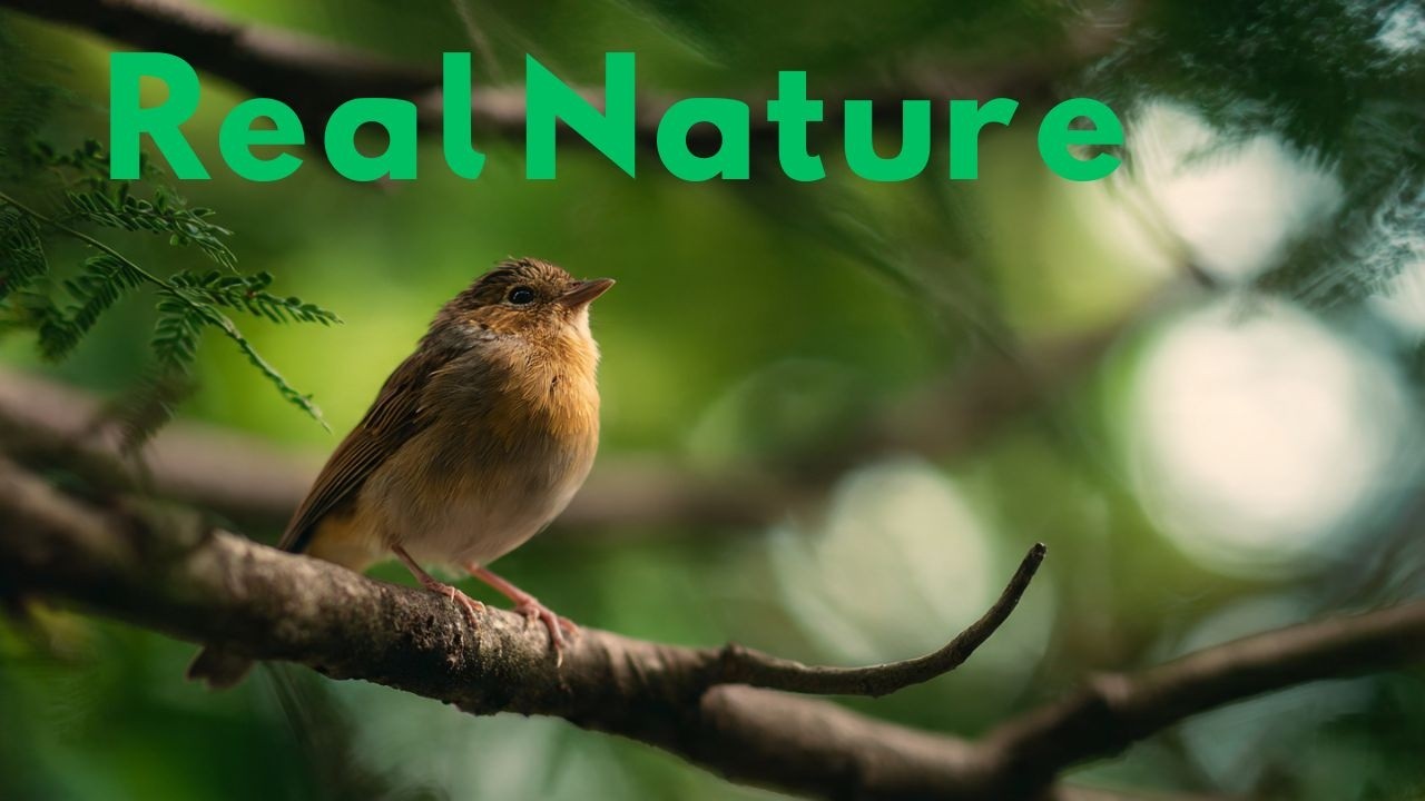 Bird Sounds in Nature Calm Outdoor Soundscape - YouTube