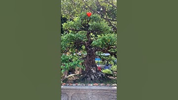 1 tác phẩm Khế cổ - dáng trực đẹp! Vietnamese Bonsai