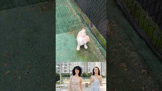 Україна - земля благодатна#pets #cute #україна #украина #cockapoos
