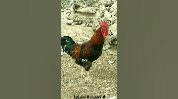 صوت الديك صياح الديك تربية الدجاج البلدي 