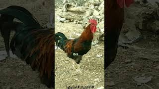 🐓صوت الديك🐓صياح الديك 🐓تربية الدجاج البلدي