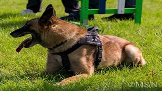 Czworonożny Funkcjonariusz Kaosg Odszedł Na Emeryturę