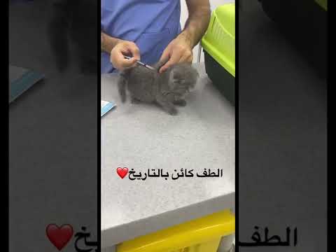   سكوتش فولد سكوتش