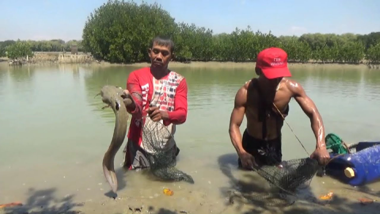 NGEROGOH # Ikan Sembilang Di Lobang Menggunakan Tangan.