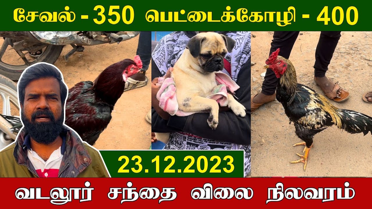 23.12.2023 | சேவல் - 350, பெட்டைக்கோழி - 400 | வடலூர் சந்தை விலை நிலவரம் | TAMIL | KEERTHI VLOG