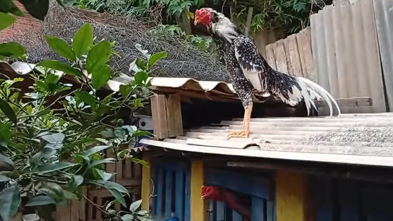 Maravilha  de criação indio 👀👍🏻
