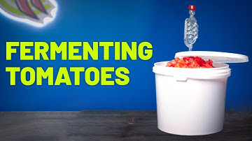 Fermenting Tomatoes 101