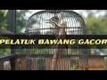 Masteran Pelatuk Bawang Gacor Owner Sangkarbambu Mp3 - Mp4 Download