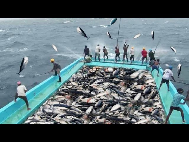 Everyone should watch this Fishermen's video: Amazing Fastest Fish Processing & Fishing Skill on Sea class=