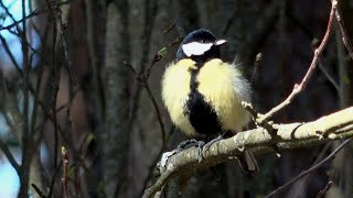 Пение птиц Большая синица Зеленушка Пеночка - теньковка лесная канарейка голоса птиц звуки леса