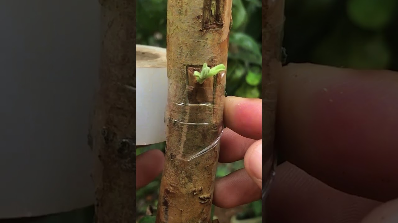 Guava Bud Grafting Tutoresses by Step Guide  EP402