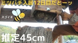日本ミツバチ　今年入居１群 ニホンミツバチ#3】ひと群入居確定❗️入居前と入居後、ミツバチの行動
