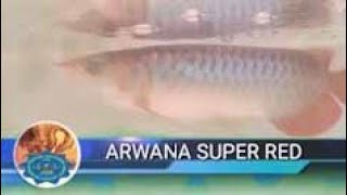 BUDIDAYA IKAN ARWANA KOTA SERANG BANTEN