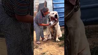 Biggest & Strongest Alabai Dogs Worldwide🦁 by FG Pets & Entertainment 103,044 views 1 year ago 4 minutes, 11 seconds