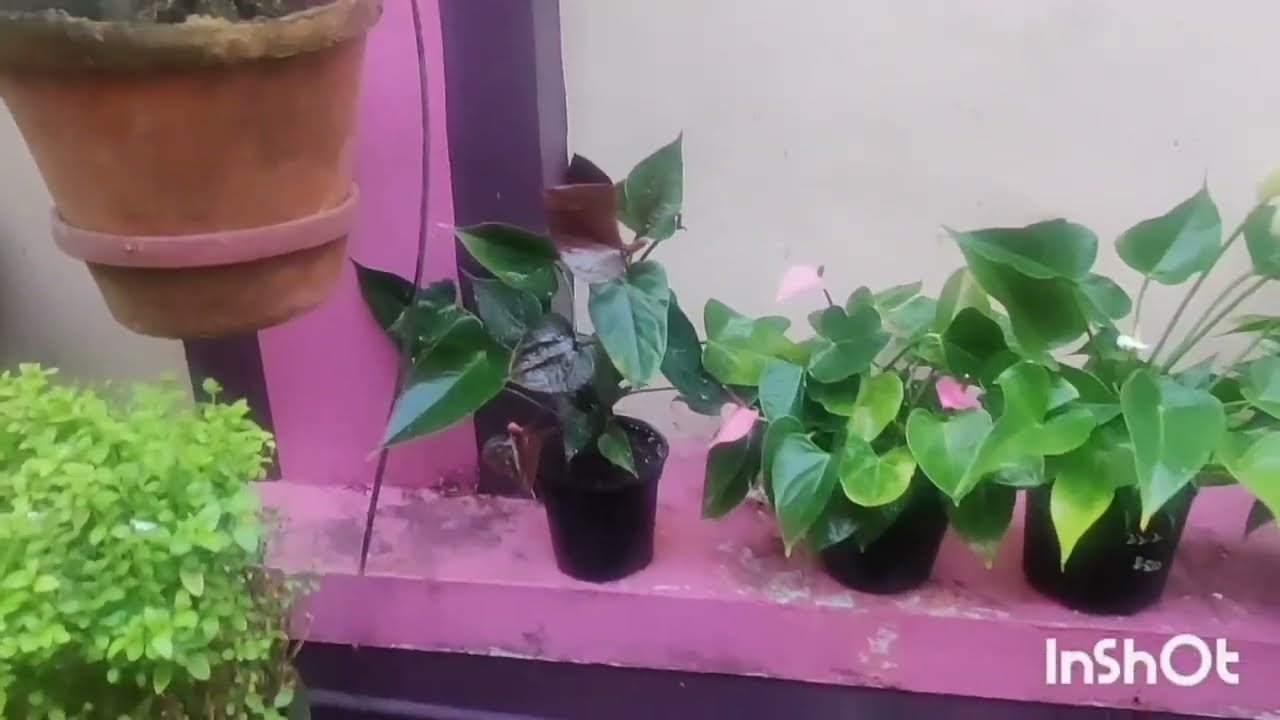 In Which Light  Miniature  Anthuriums Look More Beautiful? | Day Light Or Night Light 