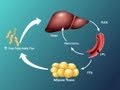 Fatty Acids and Disease in Type 2 Diabetes