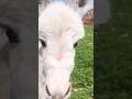 جحش ابيض جميل Donkey حيوانات حمير Villagelife Village Animals مزارع 