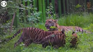 2024Family with Tigers大山3 mqdefault.jpg