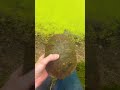 Heart attack#turtle #fishing #fish #ihavethisthingwithplants #fishpond