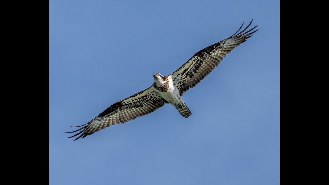 Хищные птицы! Семейство ястребиных и соколы! - YouTube