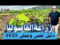 زراعة الفاصوليا فى مصر2025 دليل علمى مع هشام سعد