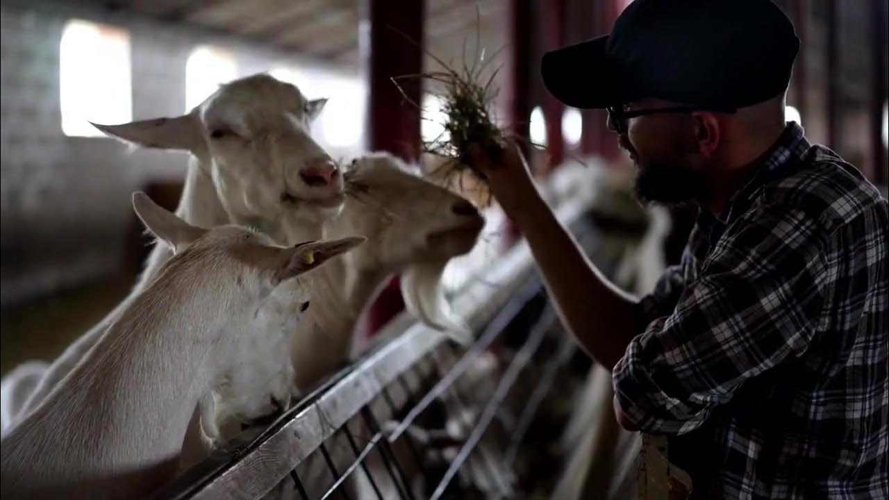 Is the government behind the recent fires to farmland? Will there be a