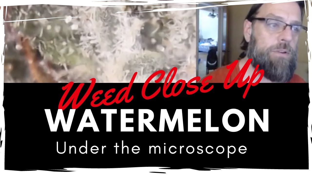 Weed Review | Watermelon Strain Goes Under The Microscope | 