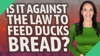 Is it against the law to feed ducks bread? Is it against the law to feed ducks bread?
